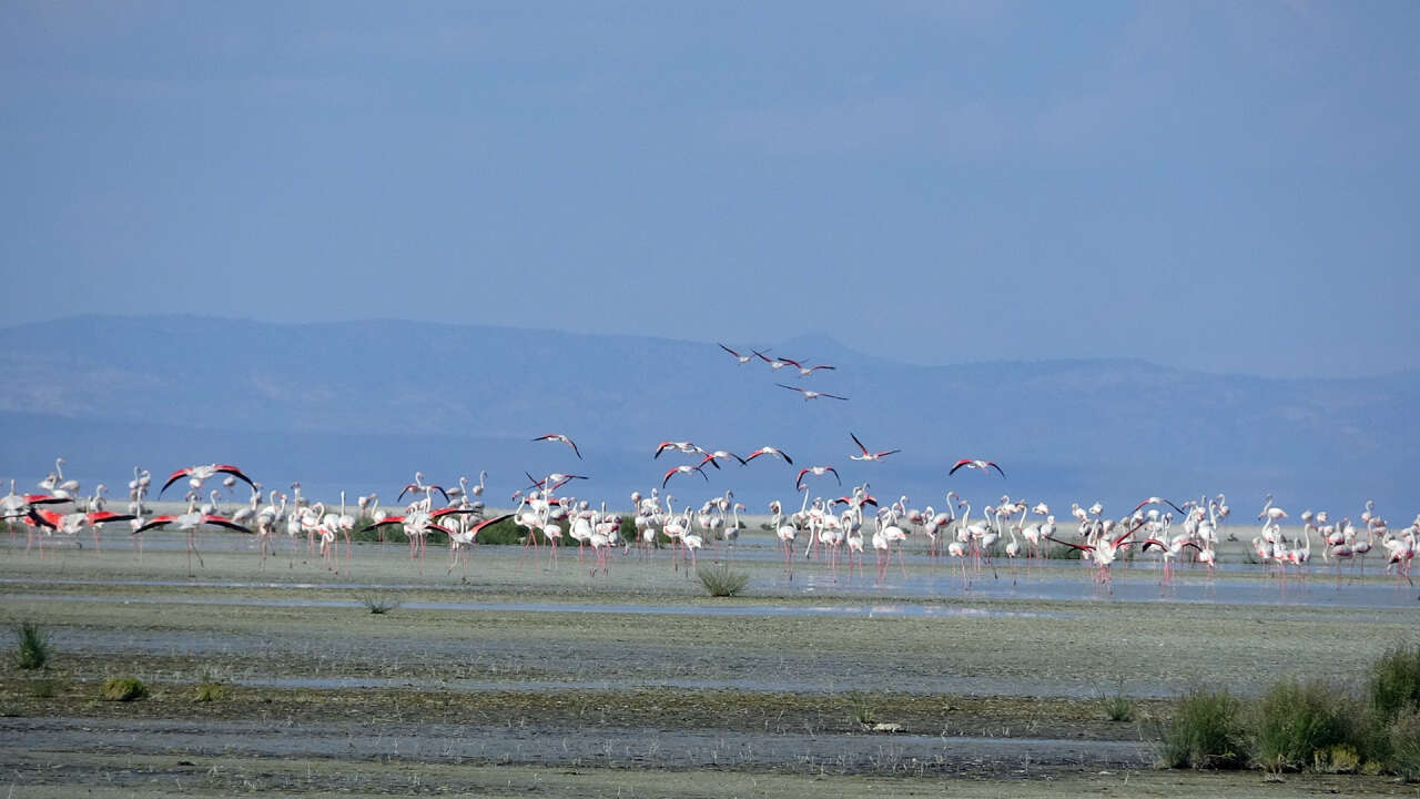Konya’nın flamingo cennetinde hayat yeniden başladı! 5 bin yavru dünyaya geldi 6